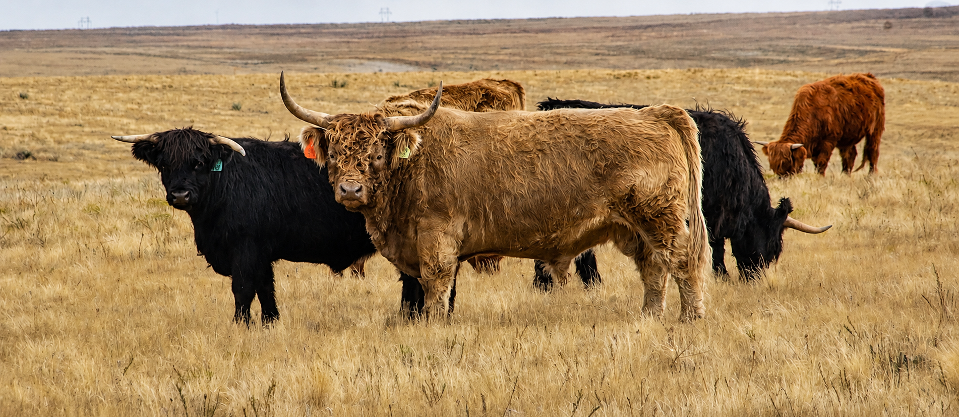 Registered Highland bull grazing in a Missouri pasture