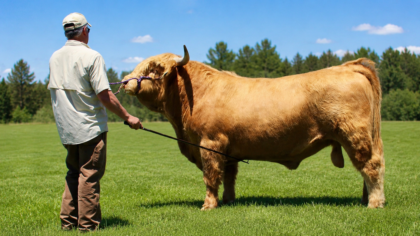 Registered Highland bull used in data driven breeding evaluation