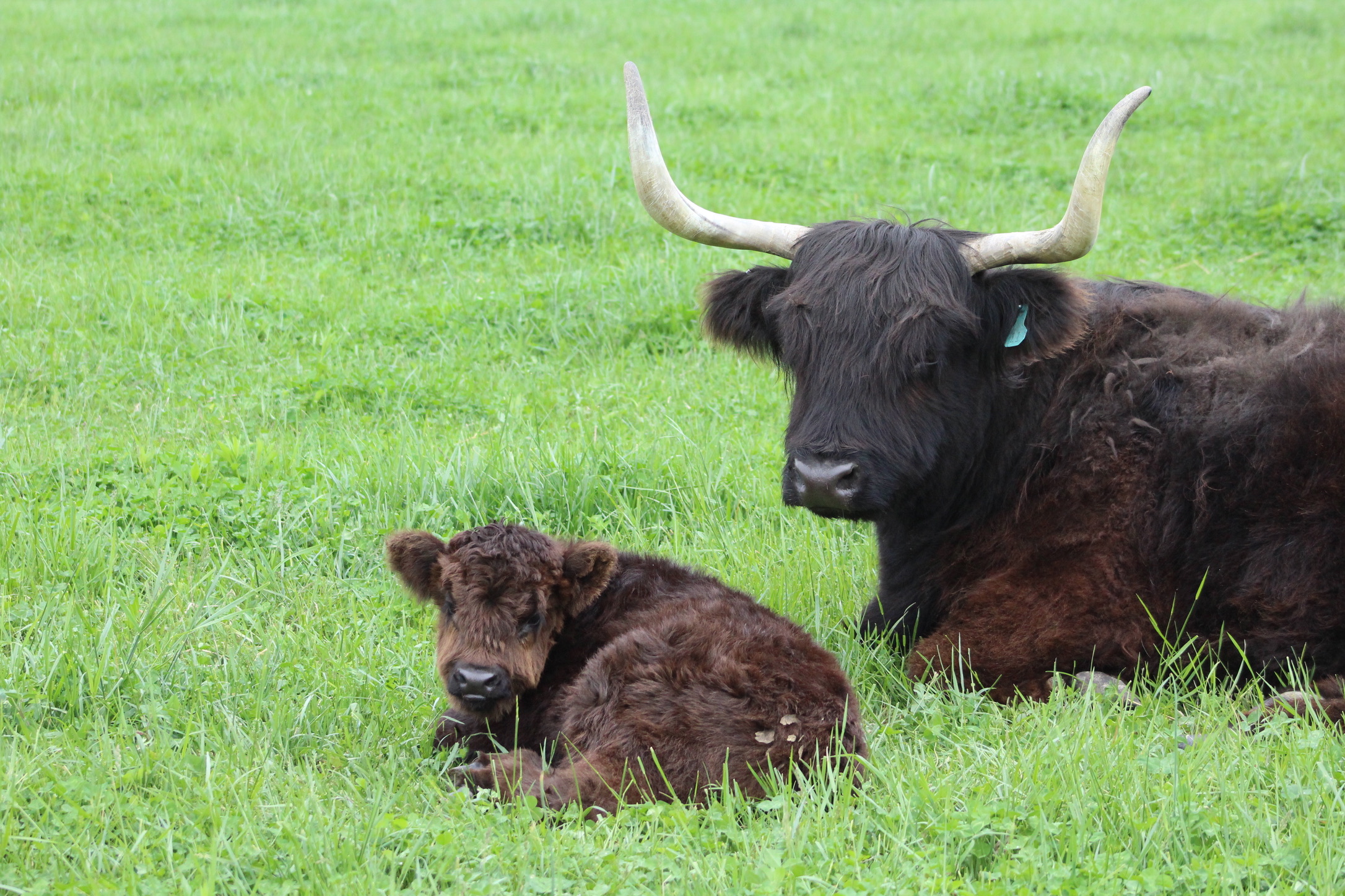 Registered Highland bull showing Highland breed character