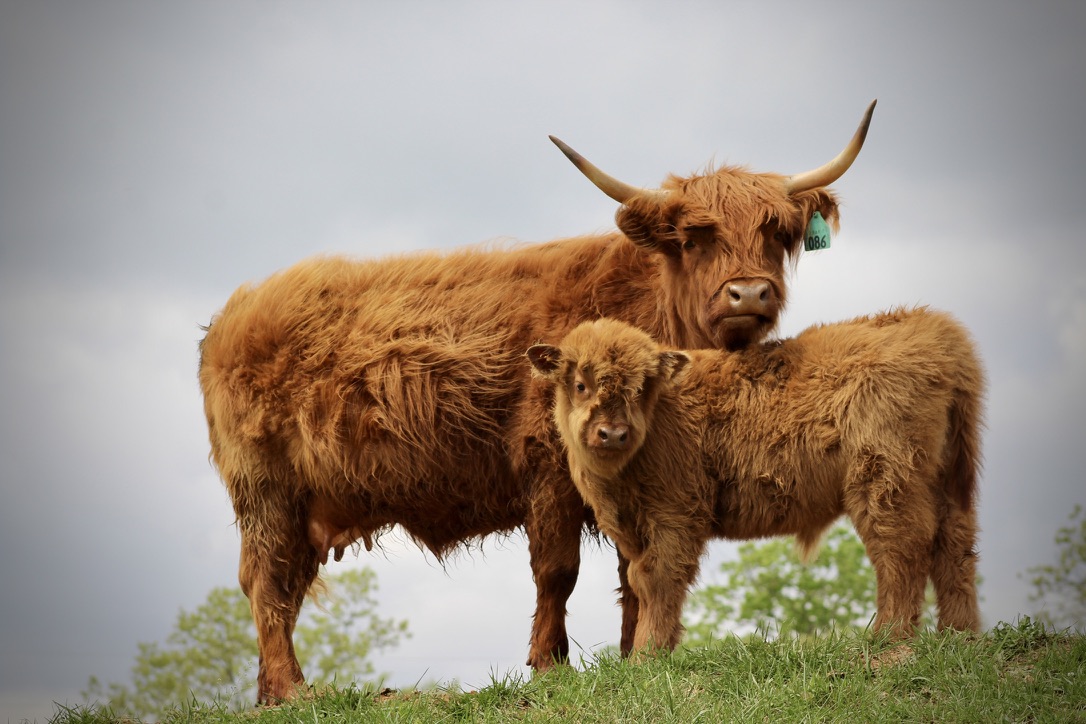 Highland cow and calf from J Bar T Highland Cattle Company